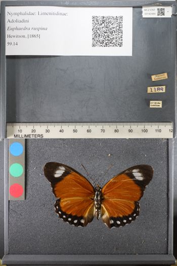 Media type: image;   Entomology 142489